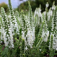 Вероника колосковая Анниверсари Бэби Вайт (Veronica spicata Anniversary Baby White)