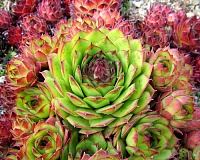 Молодило кровельное (Sempervivum tectorum)