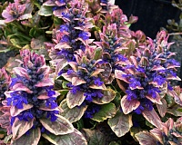 Живучка ползучая Бургунди Глоу (Ajuga reptans Burgundy Glow)