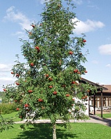 Рябина обыкновенная Эдулис (Sorbus aucuparia Edulis)