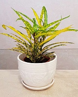 Кодиеум (кротон) Санни Стар (Codiaeum Sunny Star)