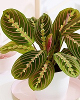 Маранта Фасцинатор (Maranta Fascinator)