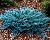 Можжевельник горизонтальный Блю Чип (Juniperus horizontalis Blue Chip)