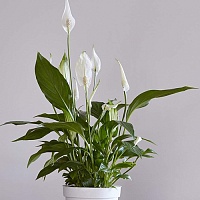 Спатифиллум Кавалли