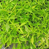 Ипомея батат Illusion Emerald Lace (Ipomoea batatas)