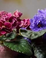 Сенполия Рококо Балет Микс (Saintpaulia Rococo Ballet)