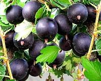 Крыжовник Командор