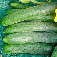 Огурец Зозуля