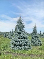 Ель колючая Глаука формированная