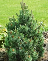 Сосна белокорая Дольче Дорме (Pinus heldreichii Dolche Dorme)