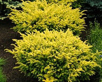 Тис ягодный Саммерголд (Taxus baccata Summergold)